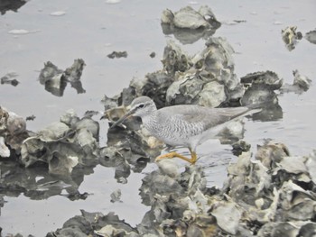 2024年5月19日(日) 葛西臨海公園の野鳥観察記録