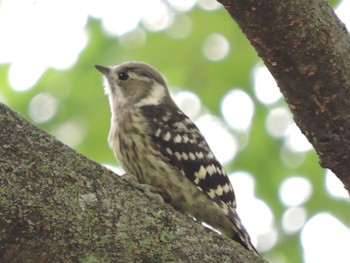 2024年5月19日(日) 大阪城公園の野鳥観察記録