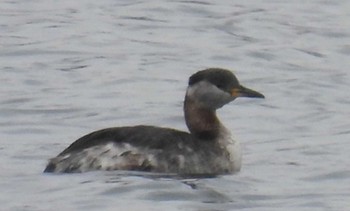 Sun, 5/19/2024 Birding report at 茨城県　那珂湊港