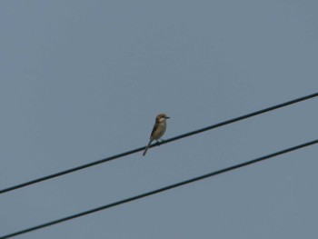 Sun, 5/19/2024 Birding report at ヨコスト湿原