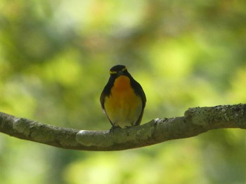 Narcissus Flycatcher 支笏湖野鳥の森 Sat, 5/18/2024