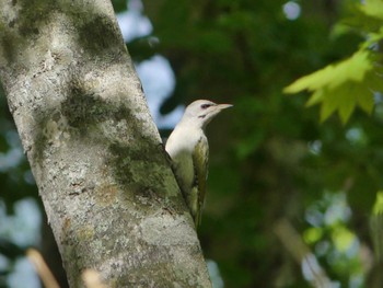 Grey-headed Woodpecker 支笏湖野鳥の森 Sat, 5/18/2024