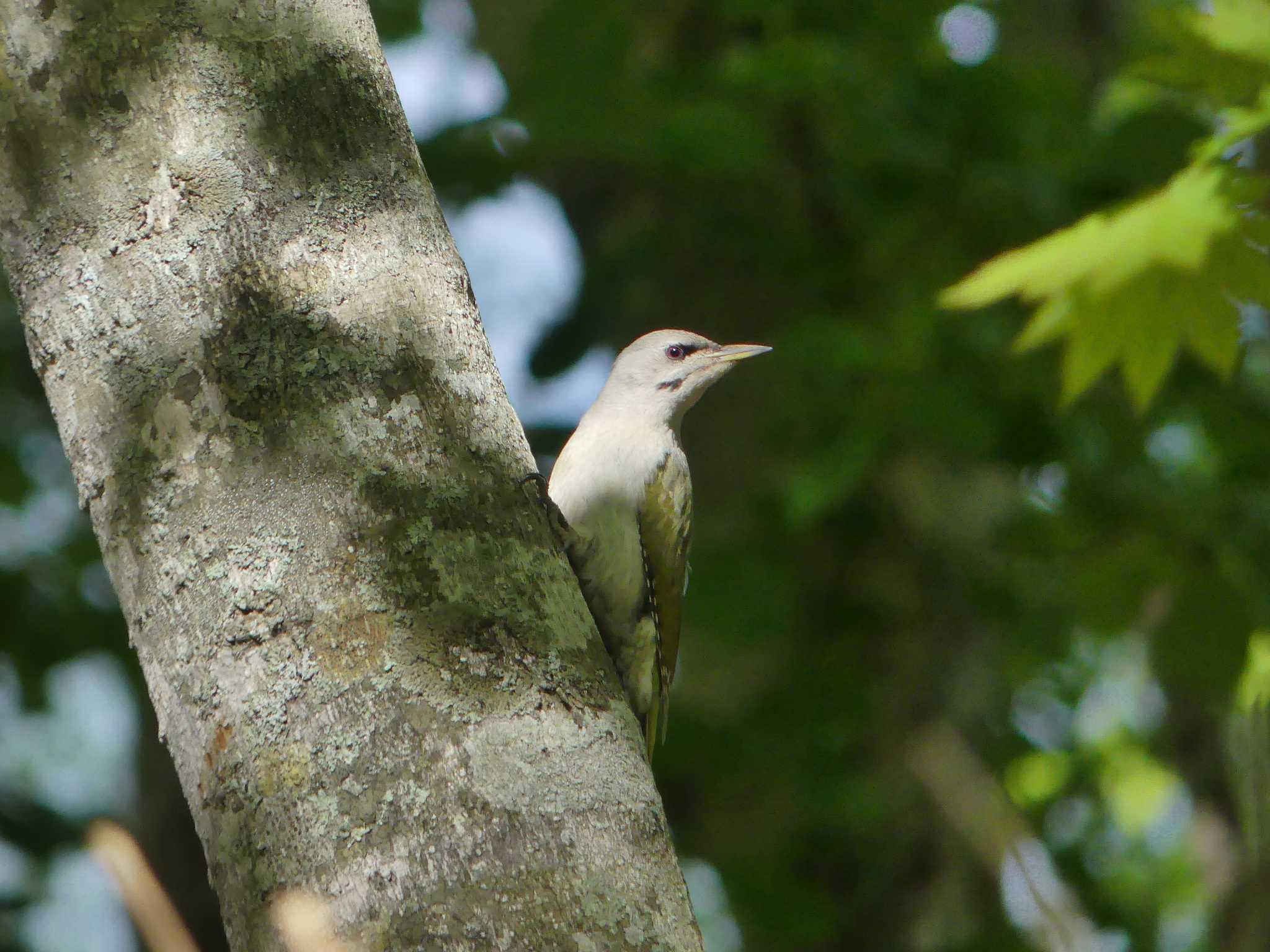 Grey-headed Woodpecker