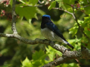 Sat, 5/18/2024 Birding report at 支笏湖野鳥の森