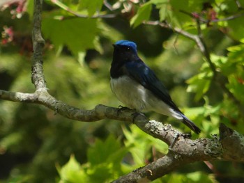 オオルリ 支笏湖野鳥の森 2024年5月18日(土)