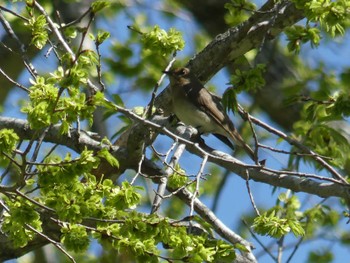 Blue-and-white Flycatcher 支笏湖野鳥の森 Sat, 5/18/2024