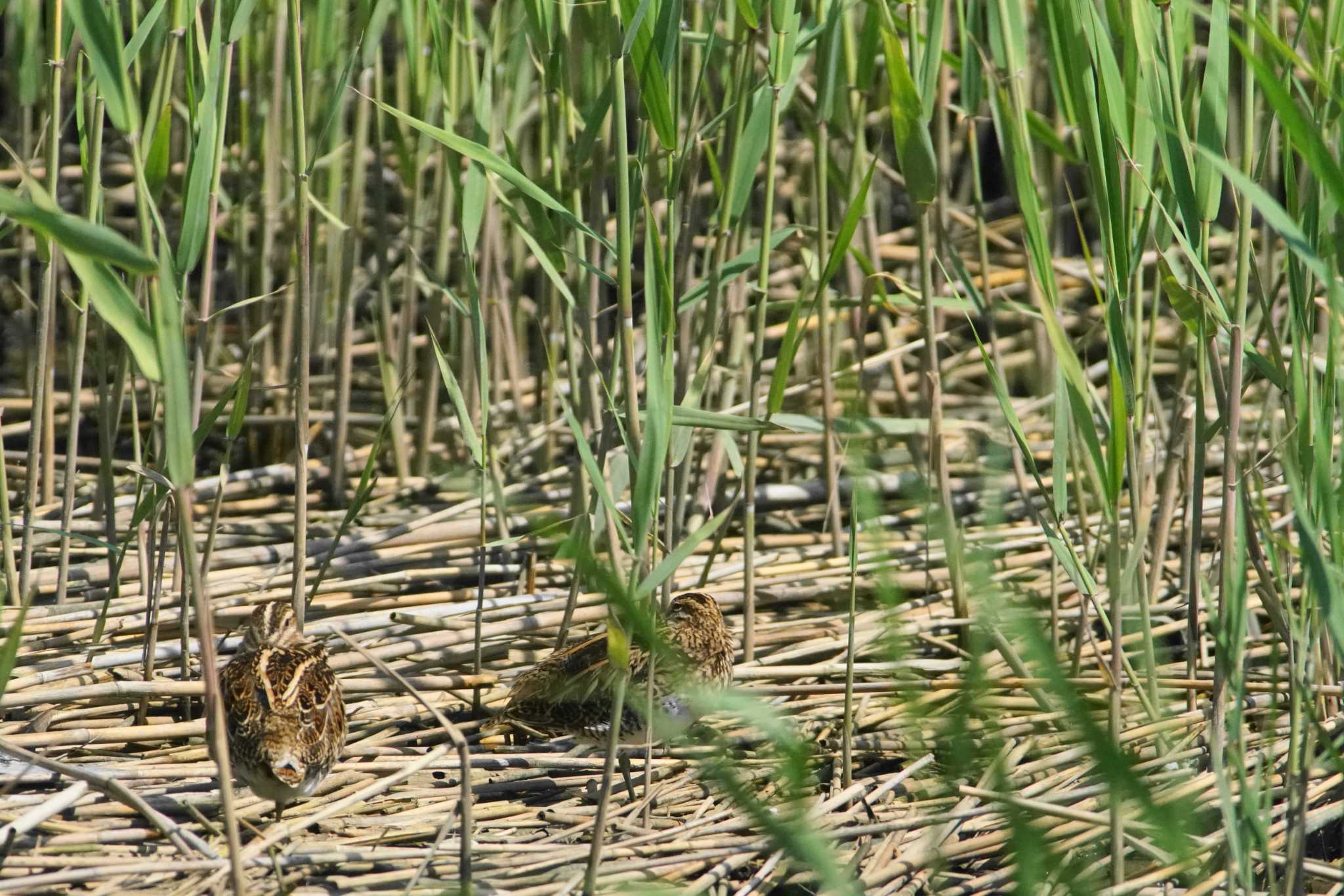 東京港野鳥公園 タシギの写真 by bea