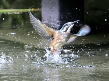 Common Kingfisher ギャザリアビオガーデン　フジクラ木場千年の森 Sun, 5/19/2024