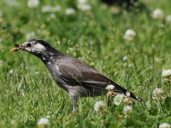 ムクドリ 東京港野鳥公園 2024年5月10日(金)