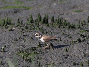 コチドリ 東京港野鳥公園 2024年5月10日(金)