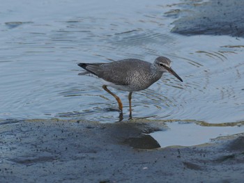 キアシシギ 東京港野鳥公園 2024年5月10日(金)