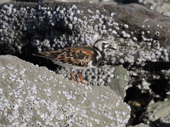 チュウシャクシギ 東京港野鳥公園 2024年5月10日(金)