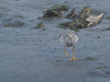 キアシシギ 東京港野鳥公園 2024年5月10日(金)