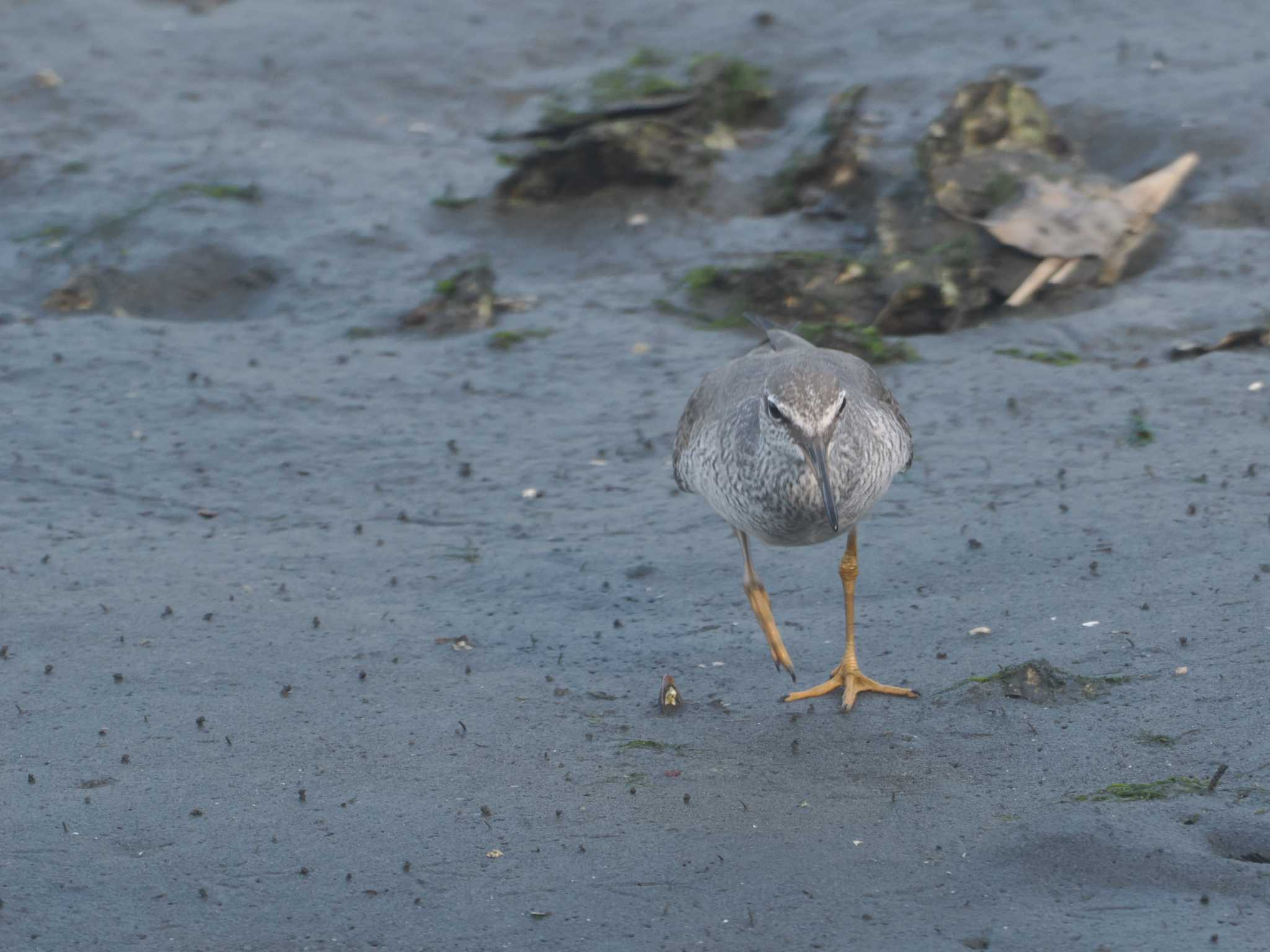 Photo of Grey-tailed Tattler at Tokyo Port Wild Bird Park by sario