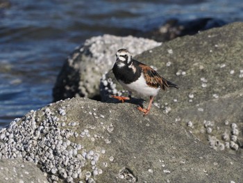 Fri, 5/10/2024 Birding report at Tokyo Port Wild Bird Park