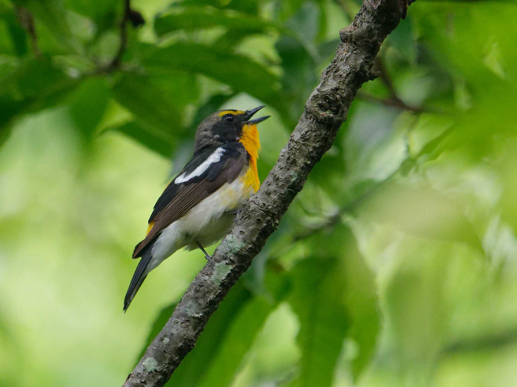 Photo of Narcissus Flycatcher at 横浜市立金沢自然公園 by しおまつ