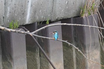 Common Kingfisher 石狩 茨戸川 Wed, 4/24/2024
