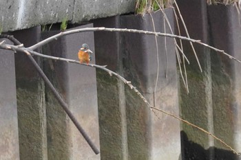 Common Kingfisher 石狩 茨戸川 Wed, 4/24/2024