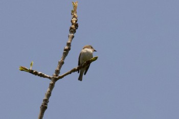 Blue-and-white Flycatcher 支笏湖野鳥の森 Sun, 5/19/2024