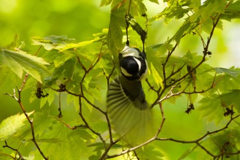 シジュウカラ 支笏湖野鳥の森 2024年5月19日(日)