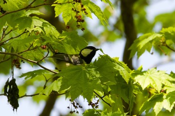 Japanese Tit Unknown Spots Sun, 5/19/2024