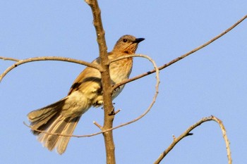 Philippine Bulbul Moalboal, Philippines Mon, 4/29/2024