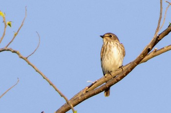 Grey-streaked Flycatcher Moalboal, Philippines Mon, 4/29/2024