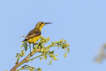 Garden Sunbird Moalboal, Philippines Mon, 4/29/2024