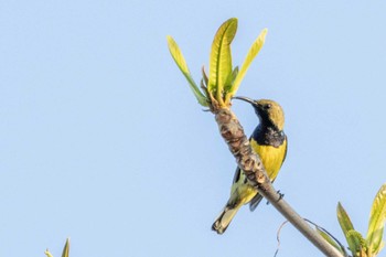 Garden Sunbird Moalboal, Philippines Mon, 4/29/2024