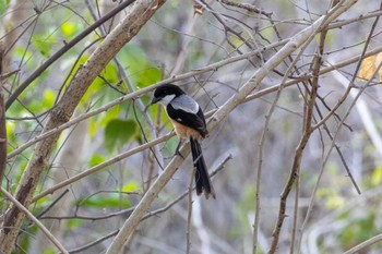 Long-tailed Shrike Moalboal, Philippines Mon, 4/29/2024