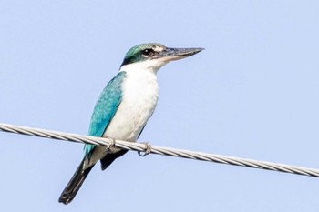 Collared Kingfisher Moalboal, Philippines Mon, 4/29/2024