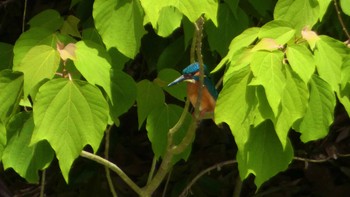 Common Kingfisher 奈良県 Sat, 5/18/2024