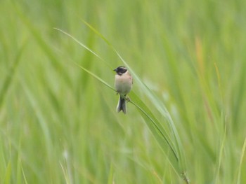 2024年5月19日(日) 妙岐ノ鼻の野鳥観察記録