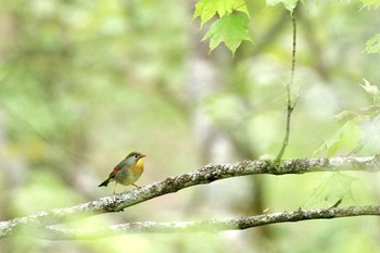 2024年5月19日(日) 砥山林道の野鳥観察記録