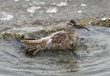 Sun, 5/19/2024 Birding report at 日の出三番瀬沿い緑道