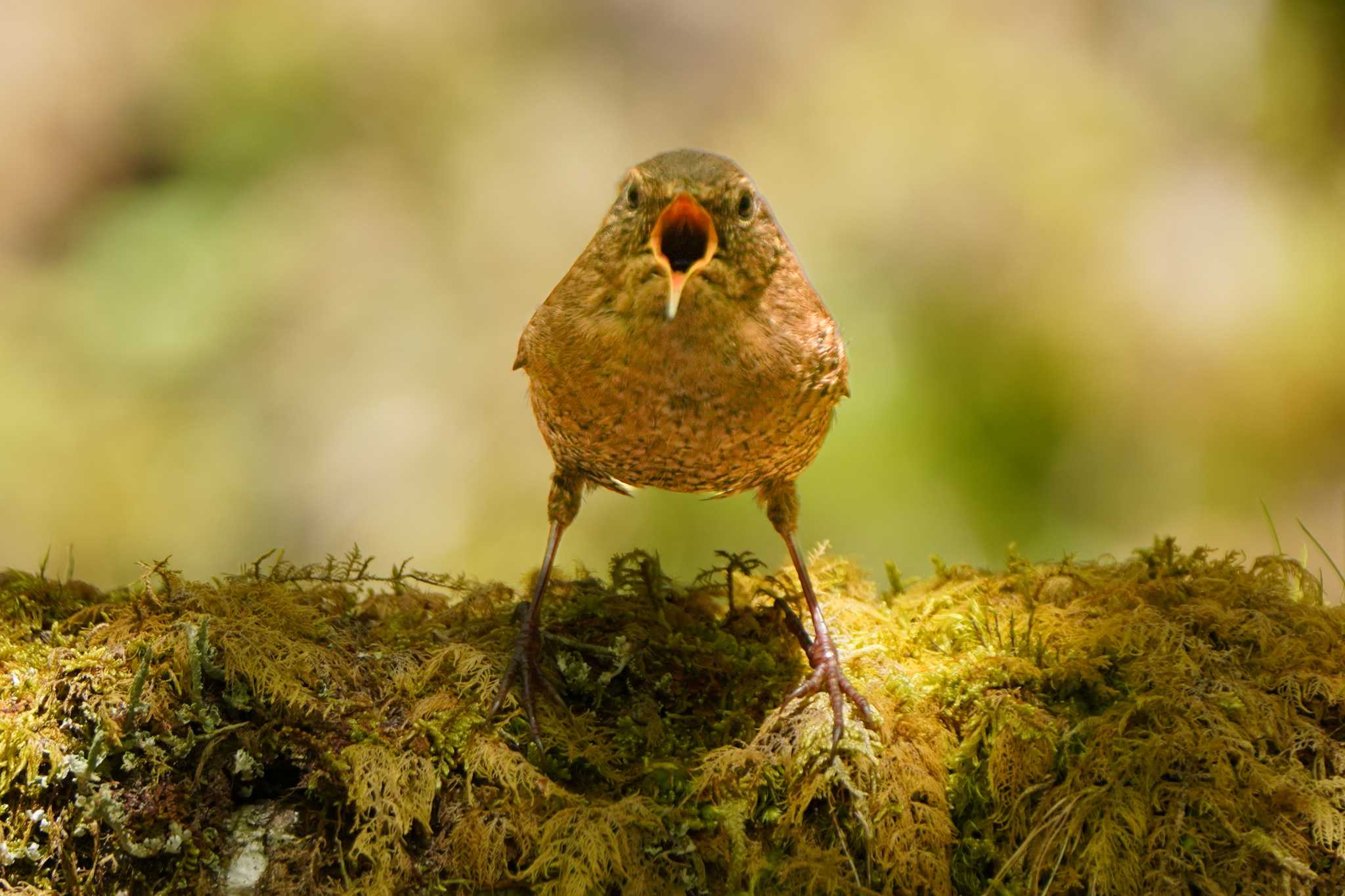 Photo of Eurasian Wren at  by ace