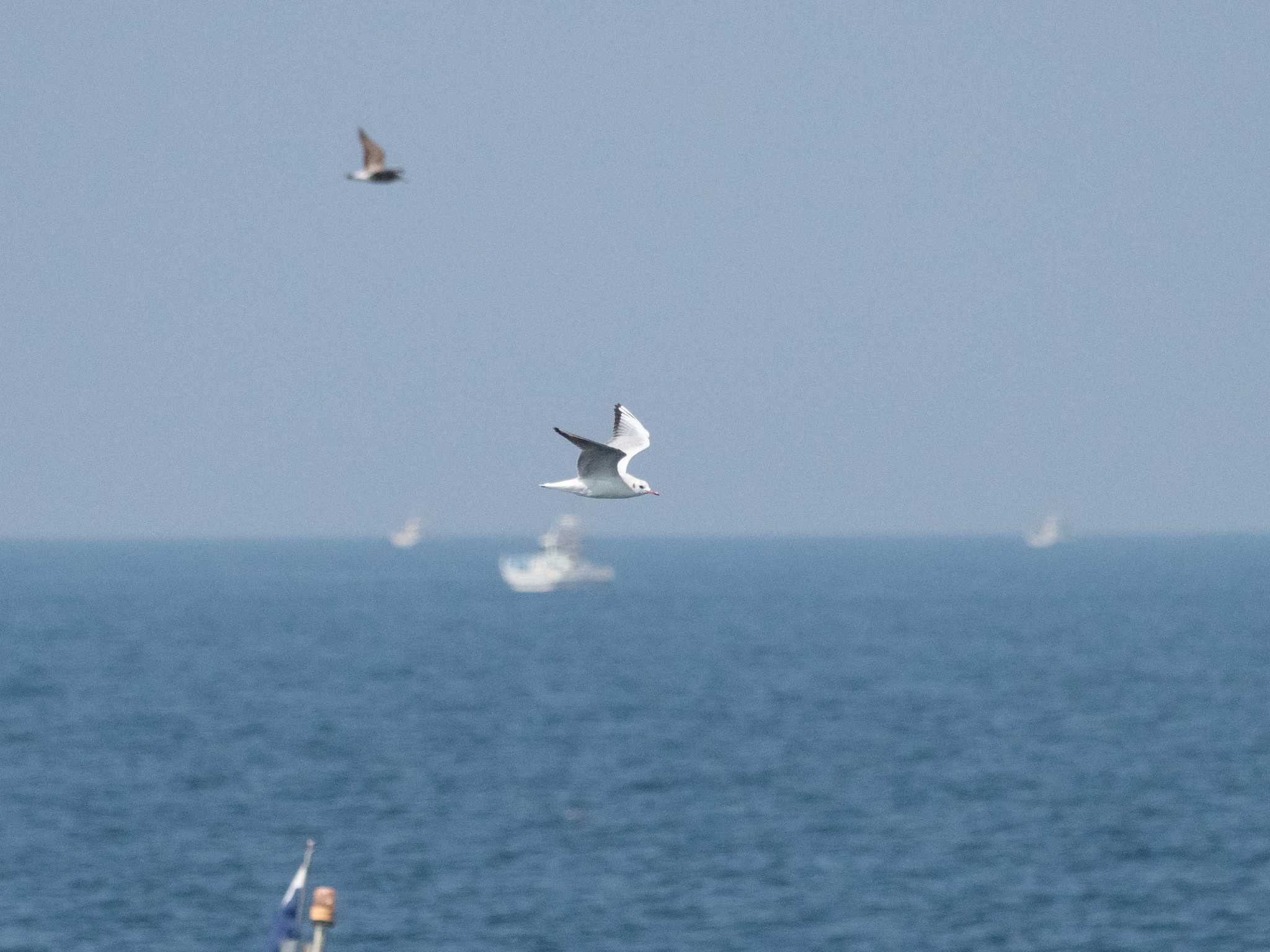 Photo of Black-headed Gull at 城ヶ島 by アカウント14991