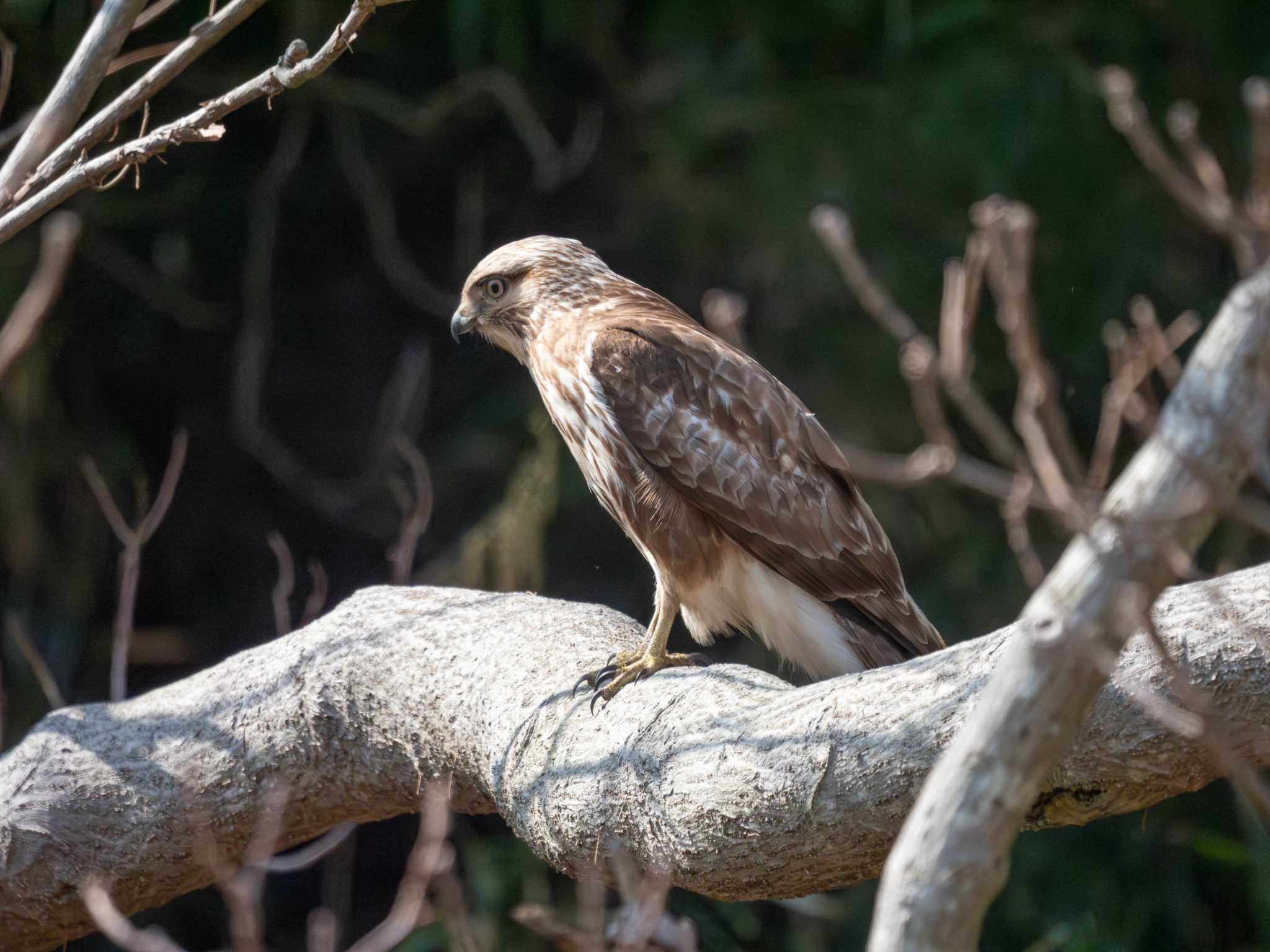 Photo of Eastern Buzzard at 小網代の森 by アカウント14991