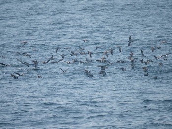 Streaked Shearwater 城ヶ島 Sat, 3/16/2024