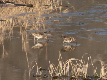 Greater Painted-snipe 平塚市 Sun, 3/17/2024