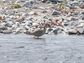 Sun, 3/17/2024 Birding report at 酒匂川河口