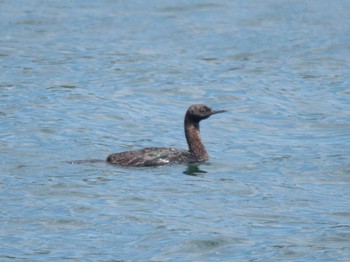 2024年3月20日(水) 八景島の野鳥観察記録