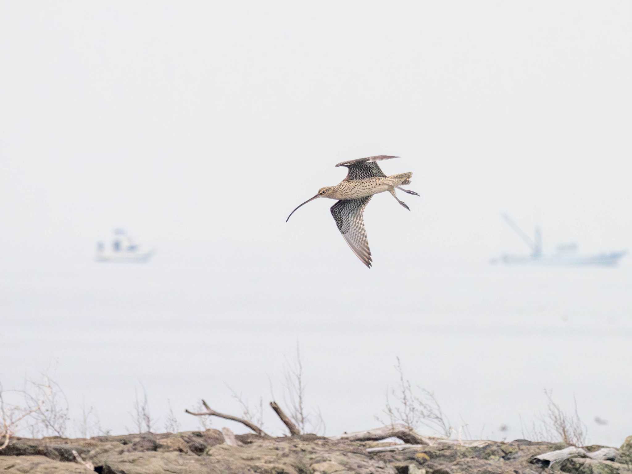 Eurasian Curlew