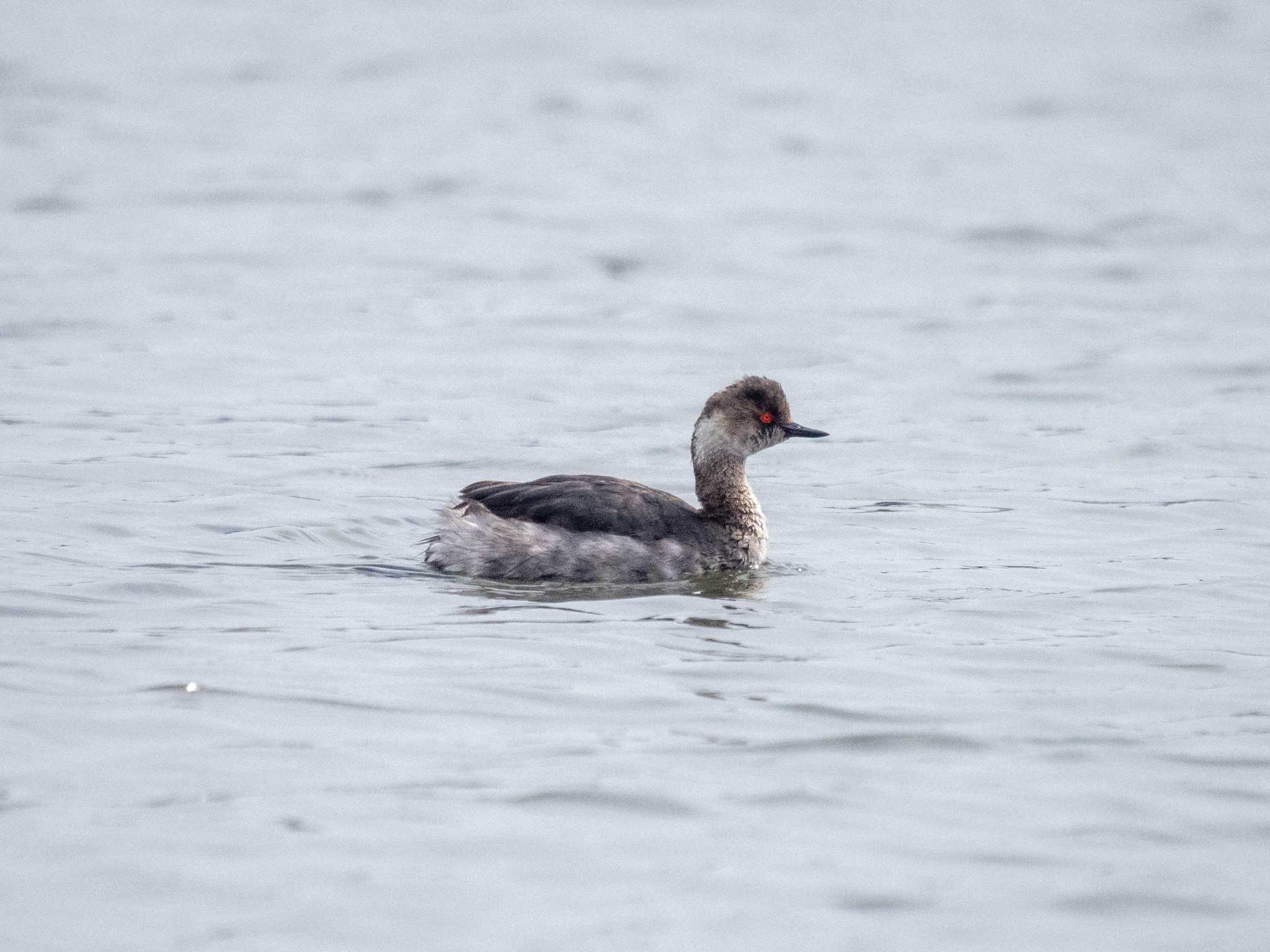 Black-necked Grebe