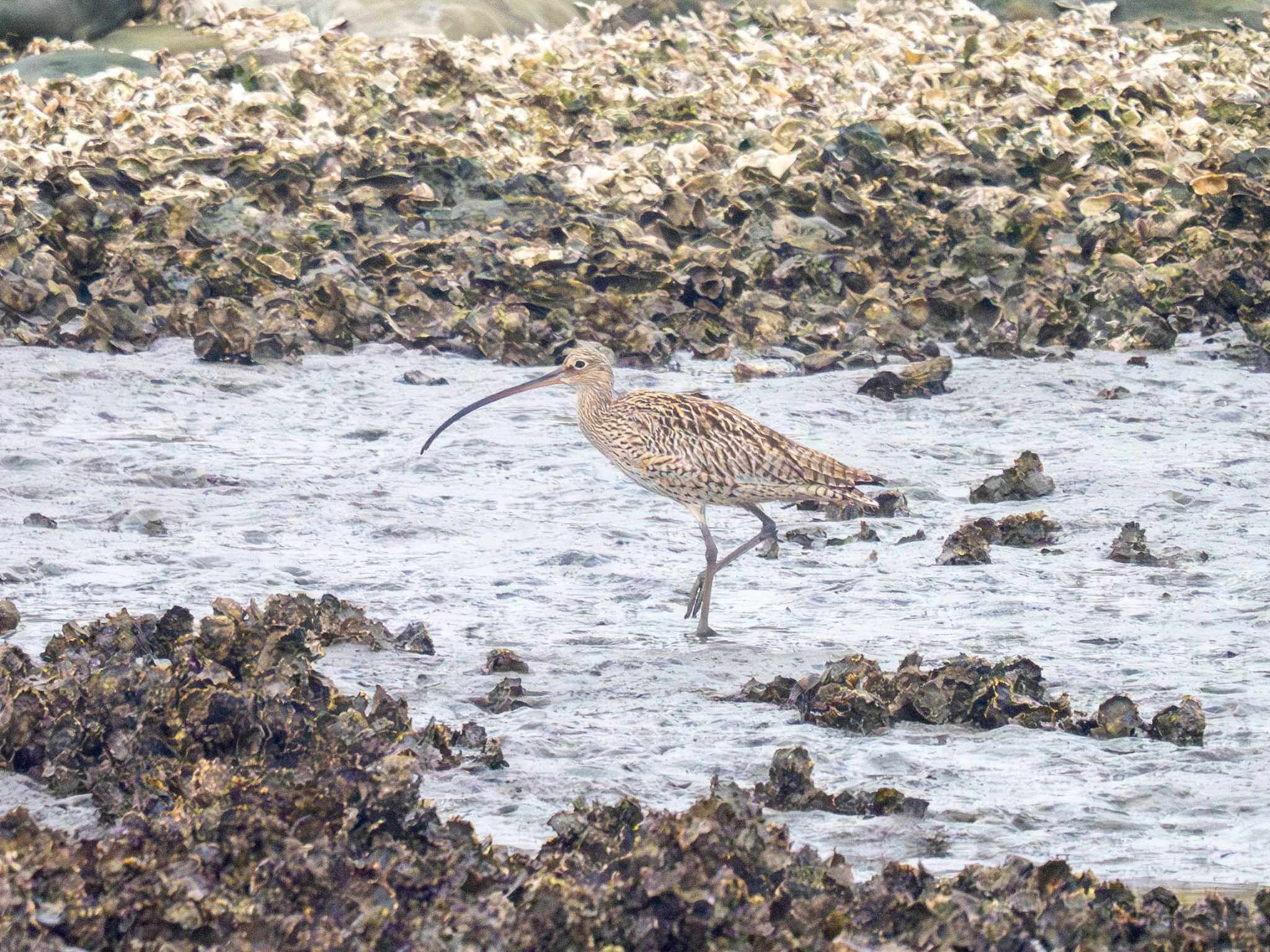 Far Eastern Curlew