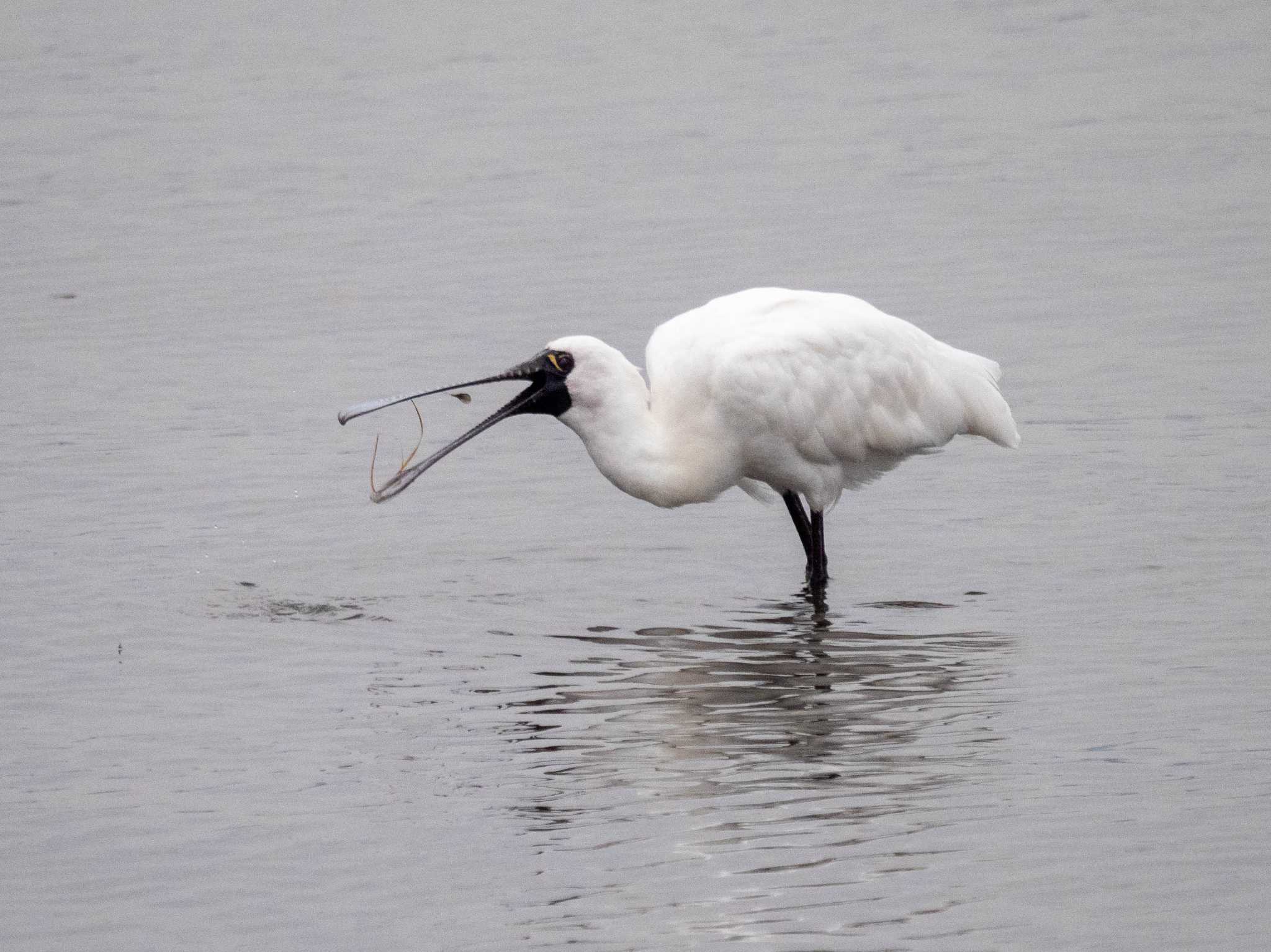 Black-faced Spoonbill