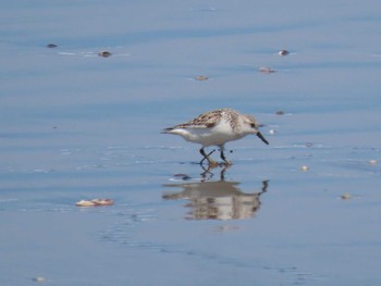 トウネン 宮城県 鳥の海 2024年5月14日(火)