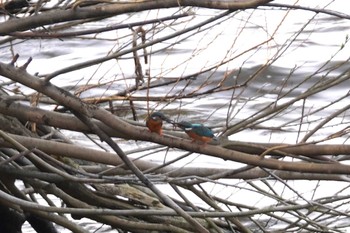 Common Kingfisher 石狩 茨戸川 Wed, 4/24/2024