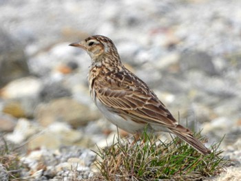 Eurasian Skylark 宮城蔵王 Sun, 5/19/2024