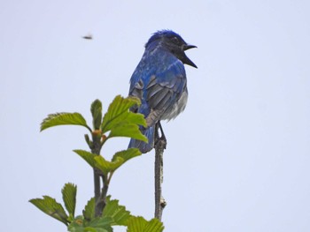 Blue-and-white Flycatcher 宮城蔵王 Sun, 5/19/2024